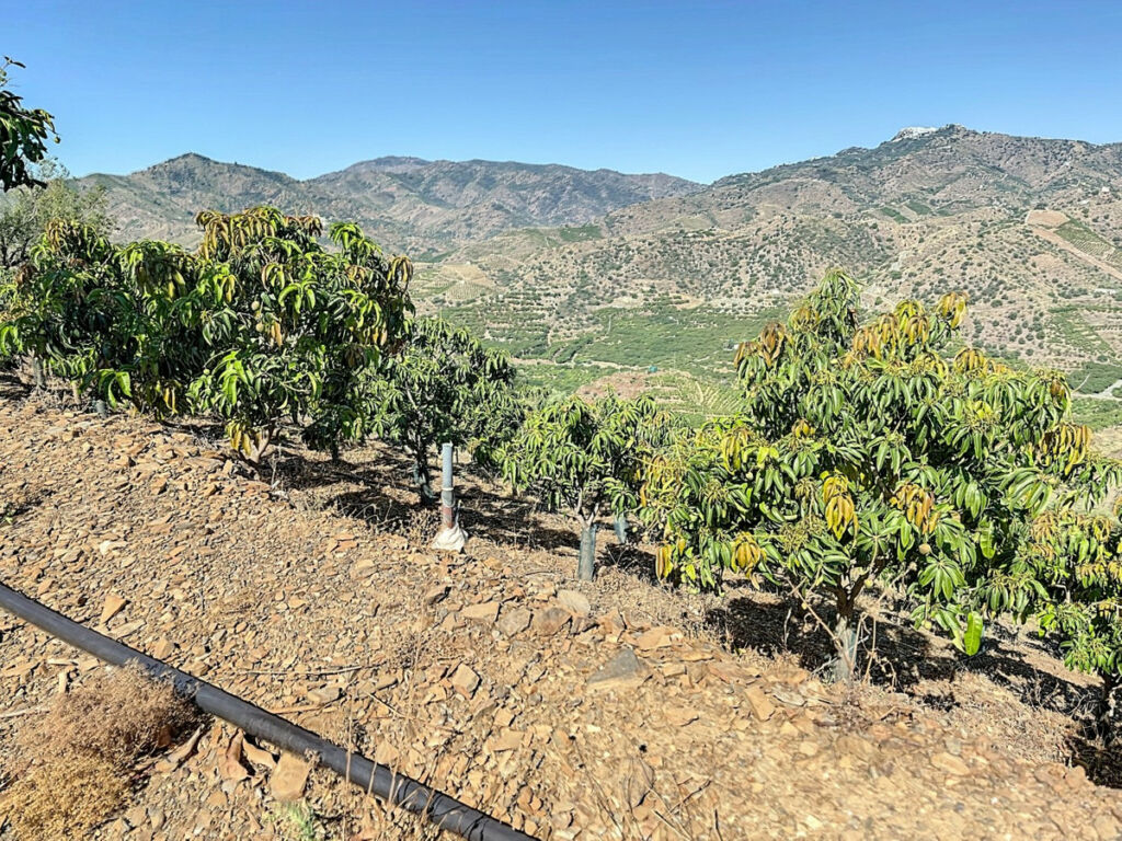 Finca - Cortijo Benamargosa Málaga - imagen 48