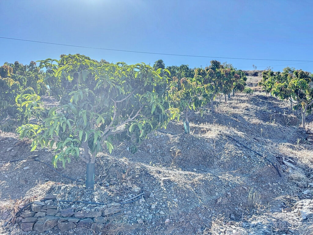Finca - Cortijo Benamargosa Málaga - imagen 50