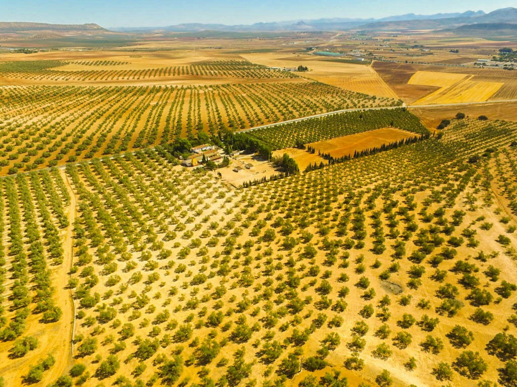Finca - Cortijo Antequera Málaga - Bild 5