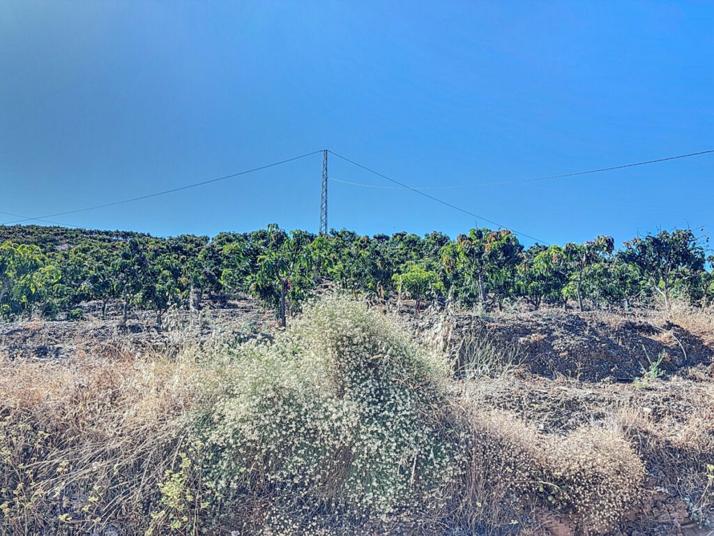 Finca - Cortijo Benamargosa Málaga - imagen 6