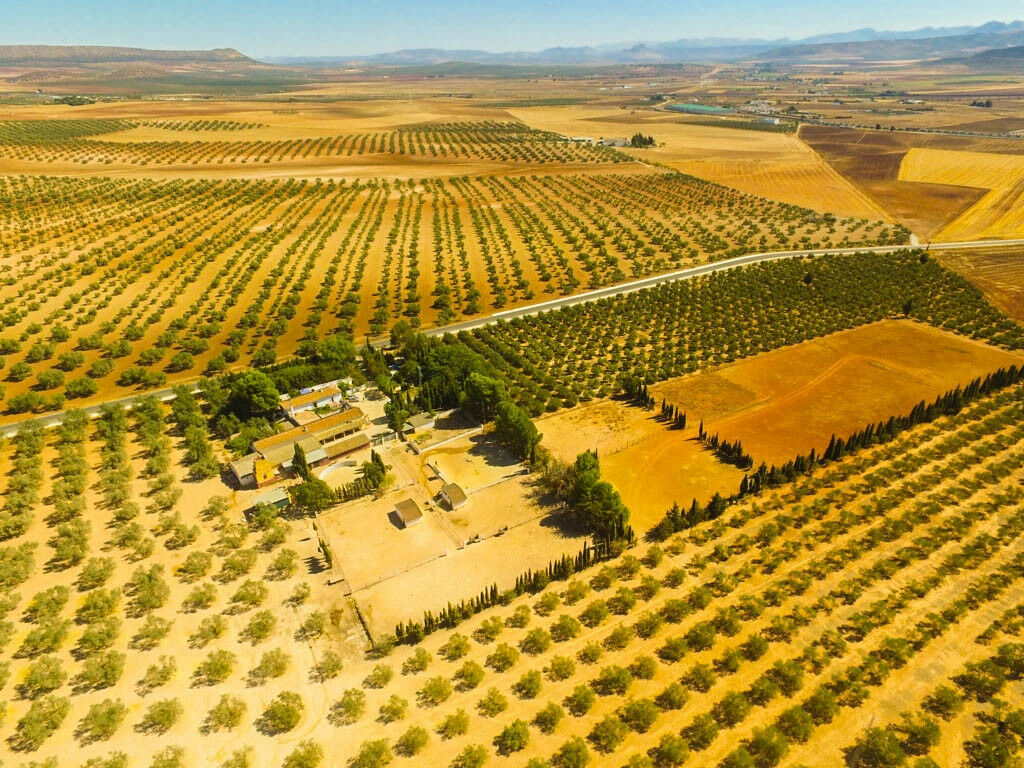 Finca - Cortijo Antequera Málaga - Bild 6
