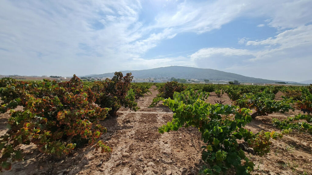 Land Pinoso Alicante - imagen 10