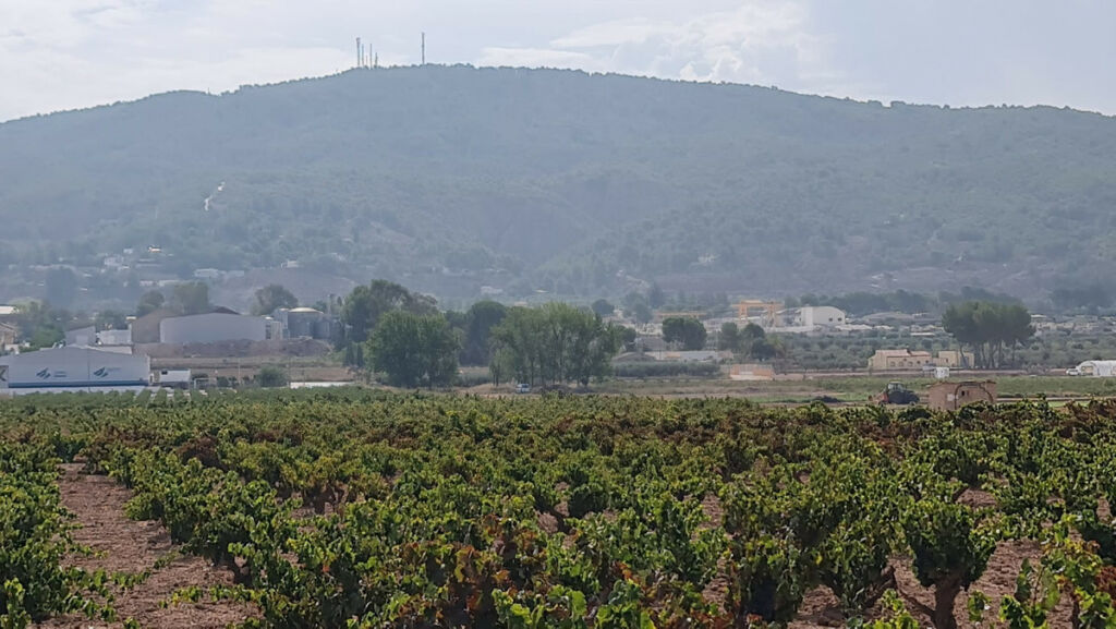 Land Pinoso Alicante - imagen 11