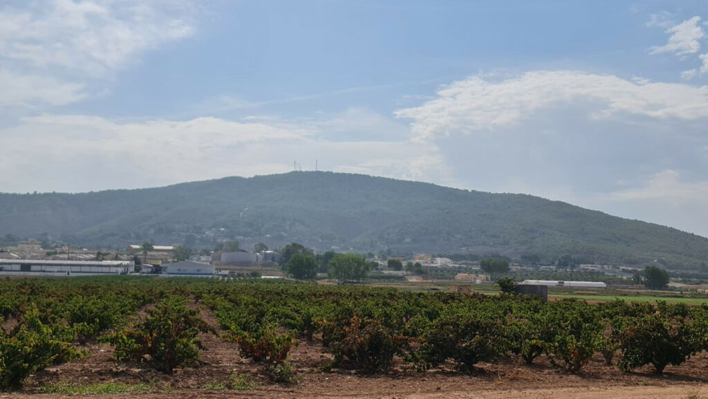 Land Pinoso Alicante - imagen 12