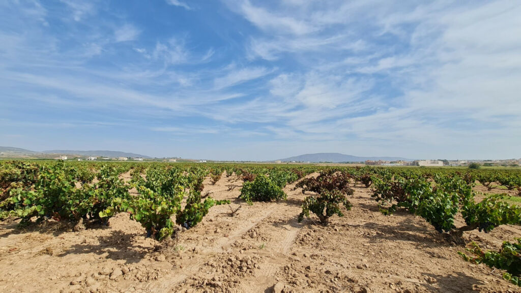Land Pinoso Alicante - imagen 13