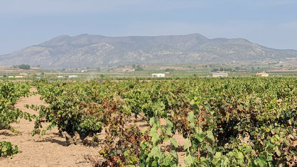 Land Pinoso Alicante - imagen 2