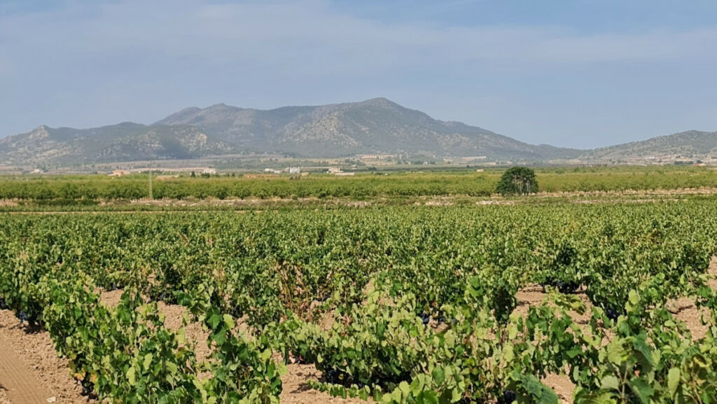 Land Pinoso Alicante - imagen 2