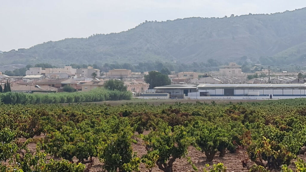 Land Pinoso Alicante - imagen 3