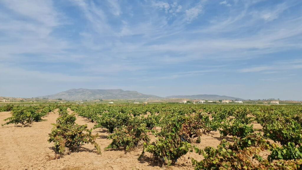 Land Pinoso Alicante - imagen 4