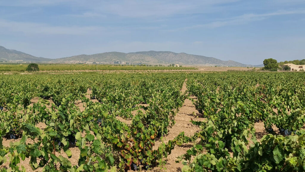 Land Pinoso Alicante - imagen 5