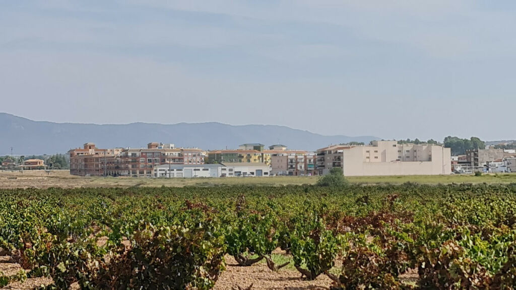 Land Pinoso Alicante - imagen 5