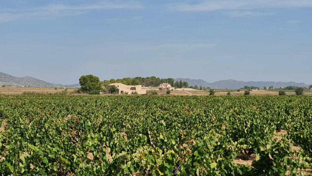 Land Pinoso Alicante - imagen 6