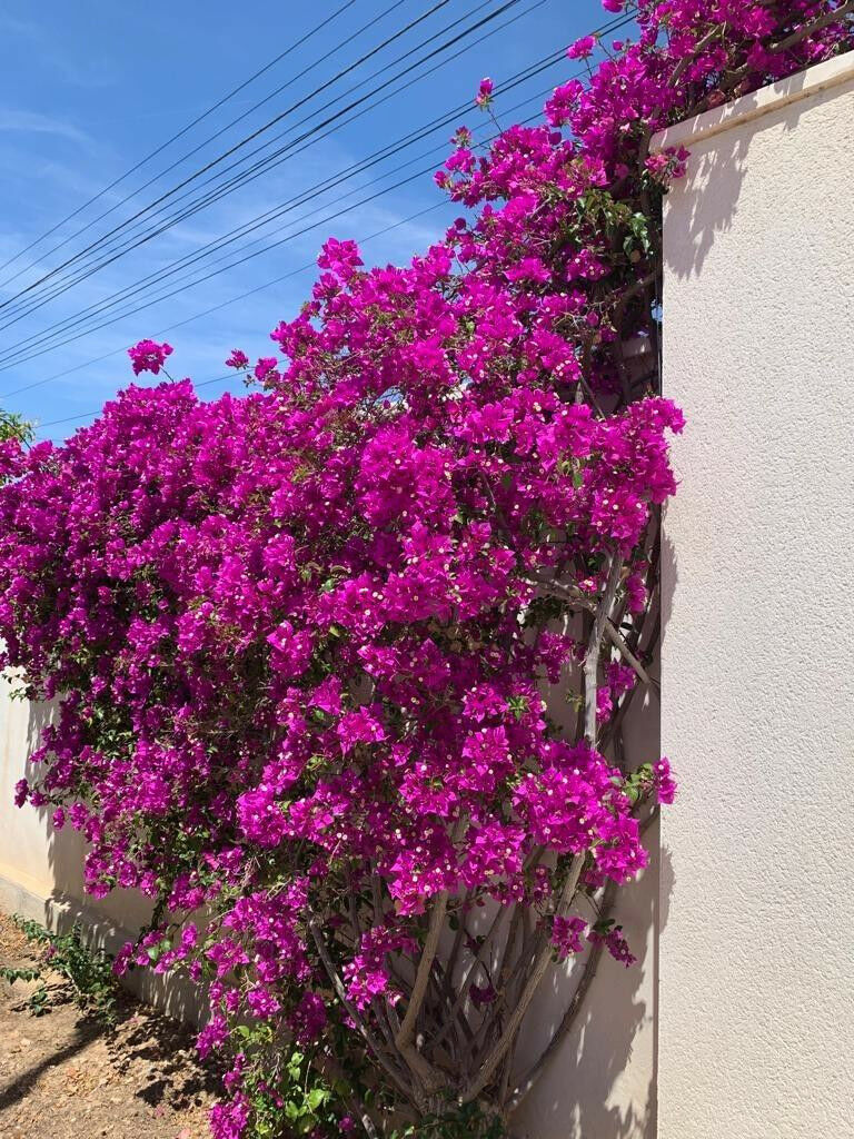 Bungalow Ciudad Quesada Alicante - Bild 7