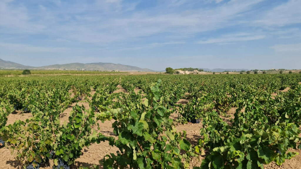 Land Pinoso Alicante - imagen 7