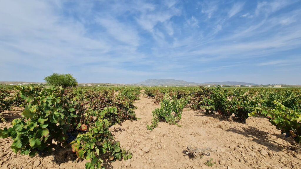 Land Pinoso Alicante - imagen 7