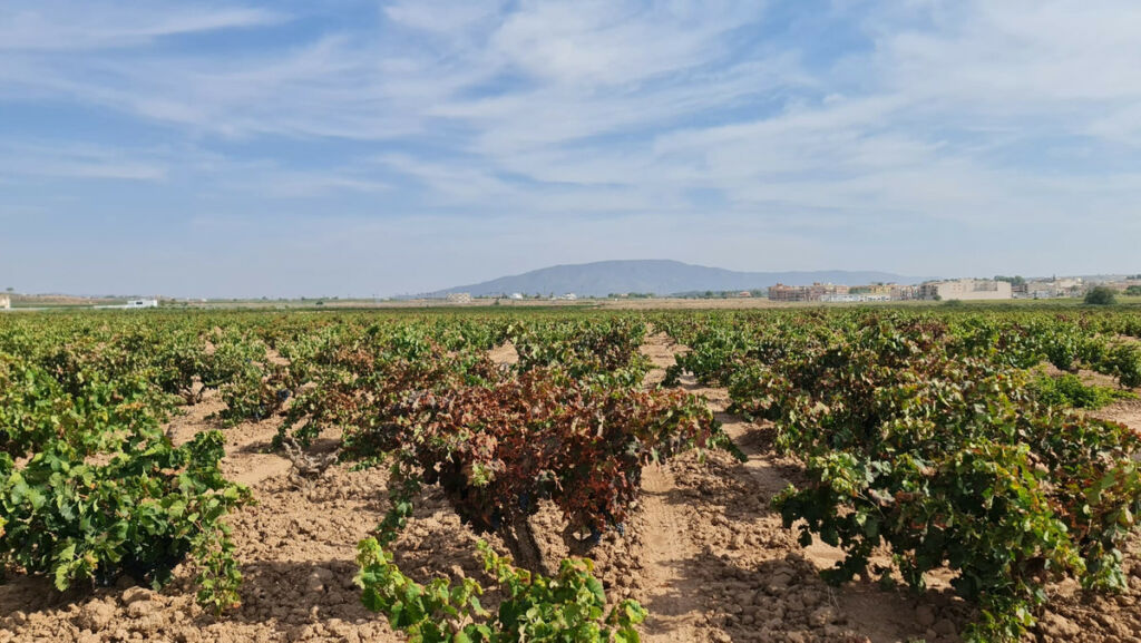 Land Pinoso Alicante - imagen 8