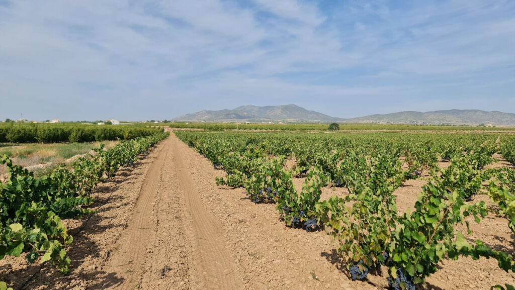 Land Pinoso Alicante - imagen 8