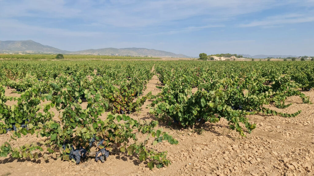Land Pinoso Alicante - imagen 9