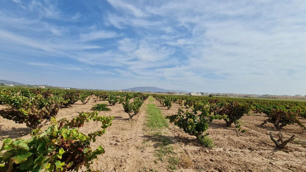 Land Pinoso Alicante - imagen 9