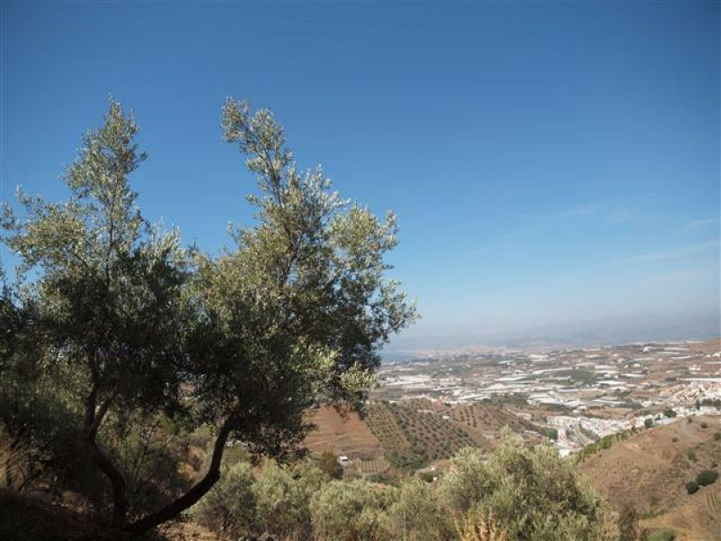 Finca - Cortijo Algarrobo Málaga - imagen 10