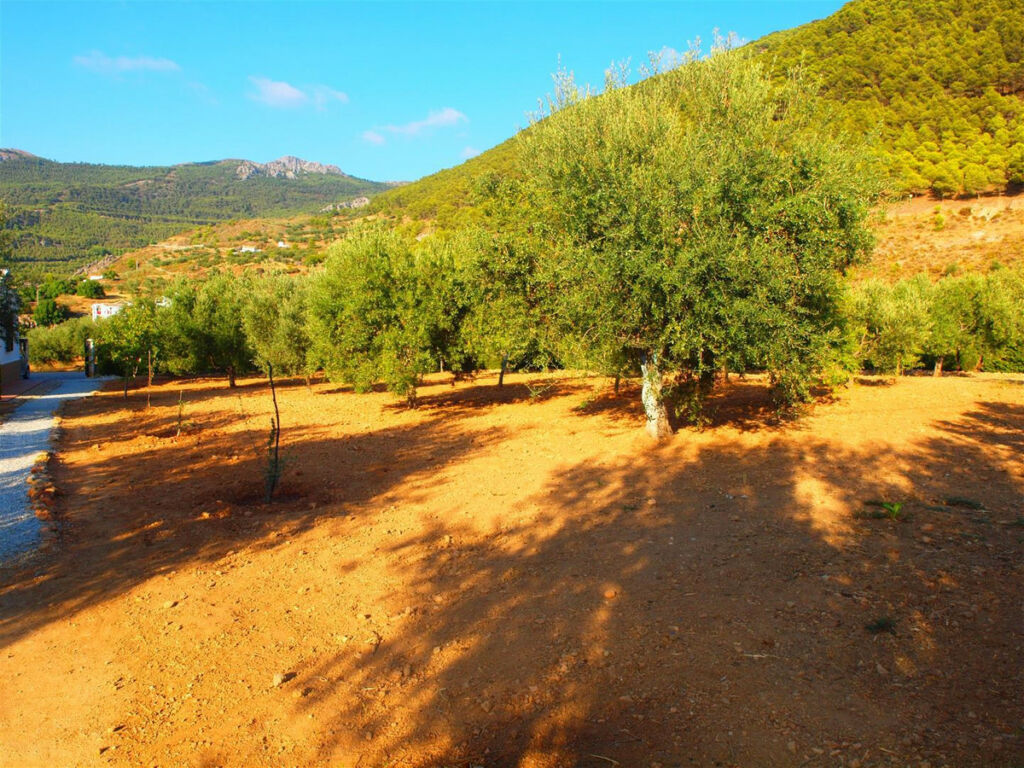 Finca - Cortijo Alcaucín Málaga - imagen 10
