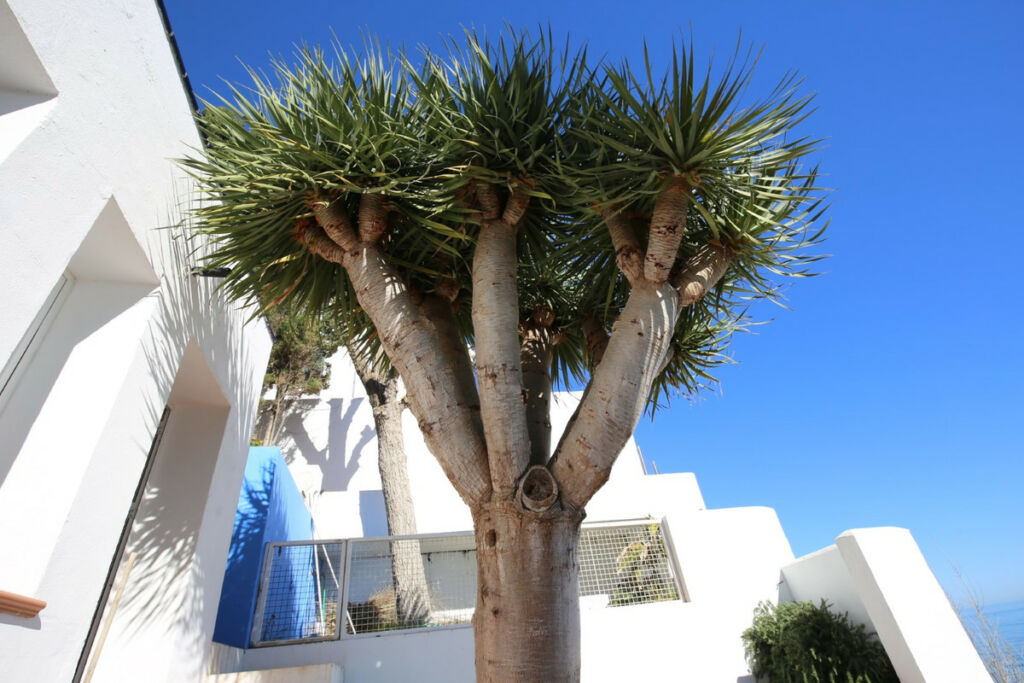 Detached Villa Rincón de la Victoria Málaga - imagen 11