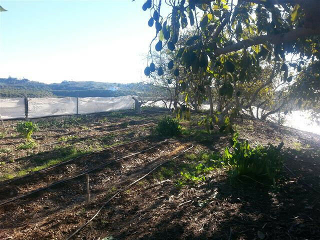 Finca - Cortijo Almayate Málaga - Bild 15