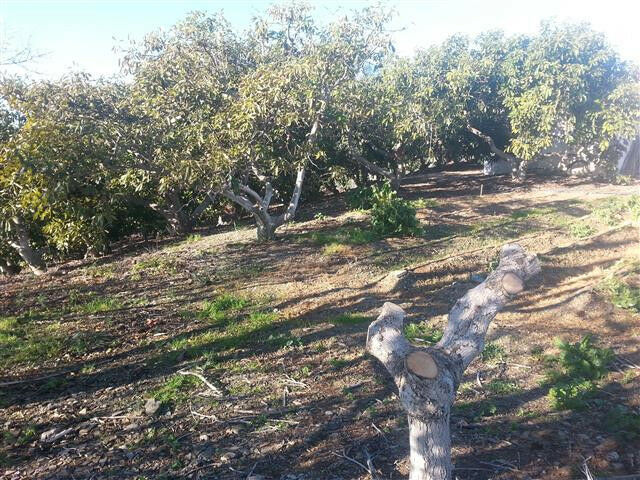 Finca - Cortijo Almayate Málaga - Bild 16