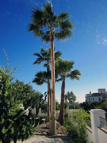 Detached Villa Frigiliana Málaga - imagen 18