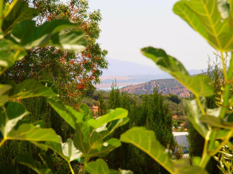 Finca - Cortijo Periana Málaga - imagen 2
