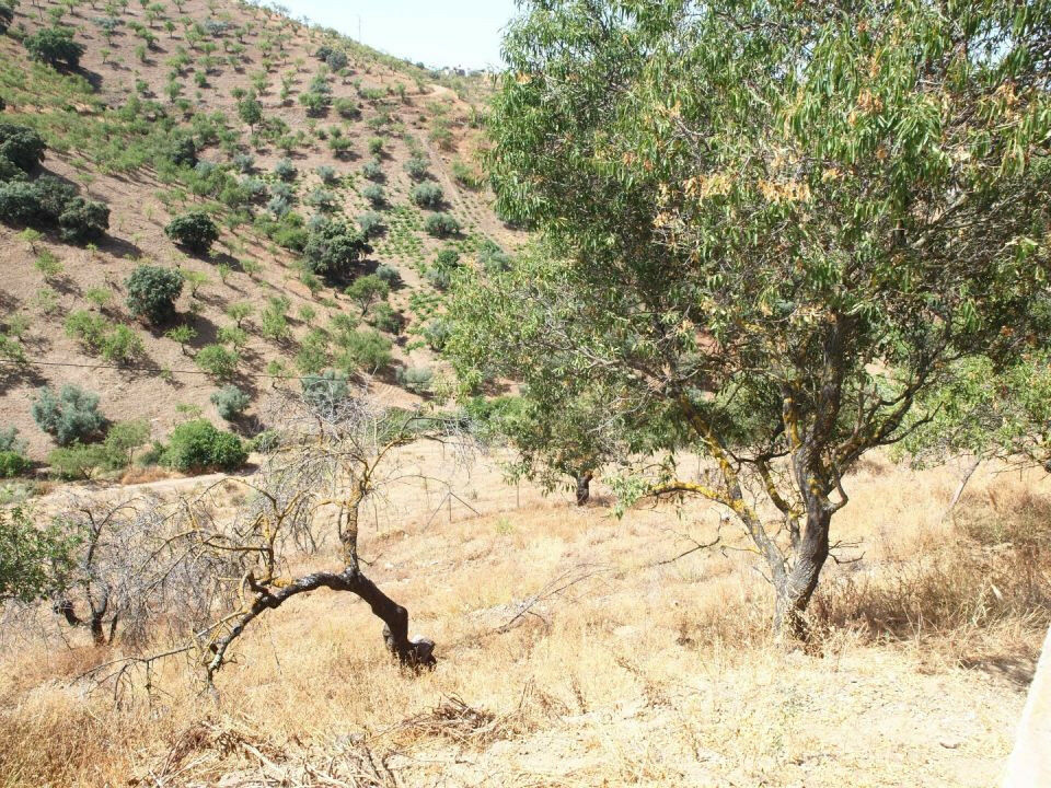 Finca - Cortijo La Viñuela Málaga - imagen 20