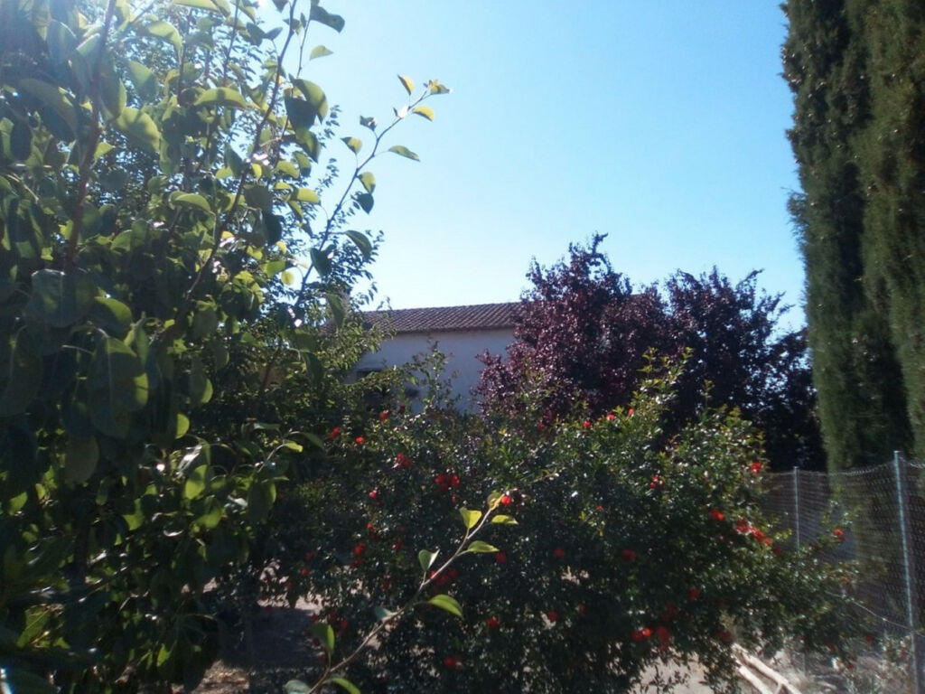 Finca - Cortijo Alcaucín Málaga - imagen 20