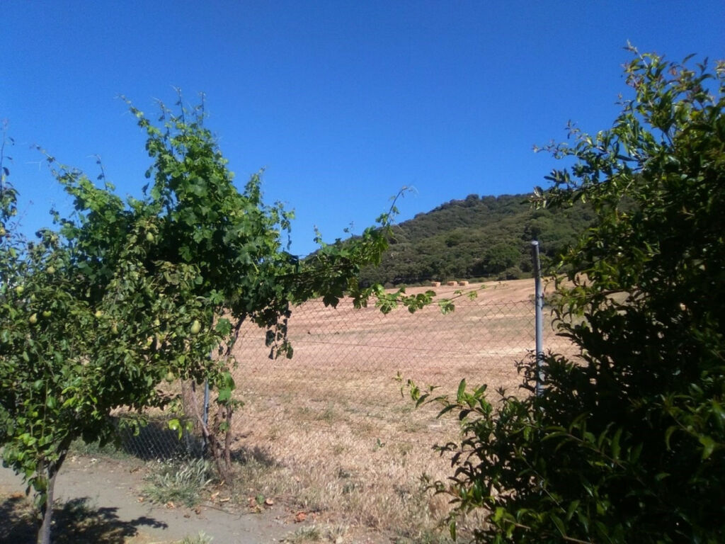 Finca - Cortijo Alcaucín Málaga - imagen 22