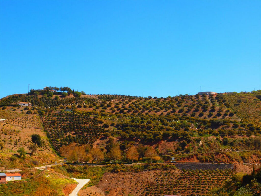 Finca - Cortijo Iznate Málaga - imagen 24