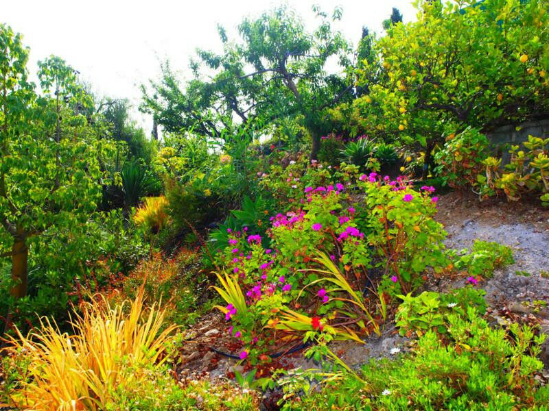 Finca - Cortijo Almayate Málaga - imagen 26
