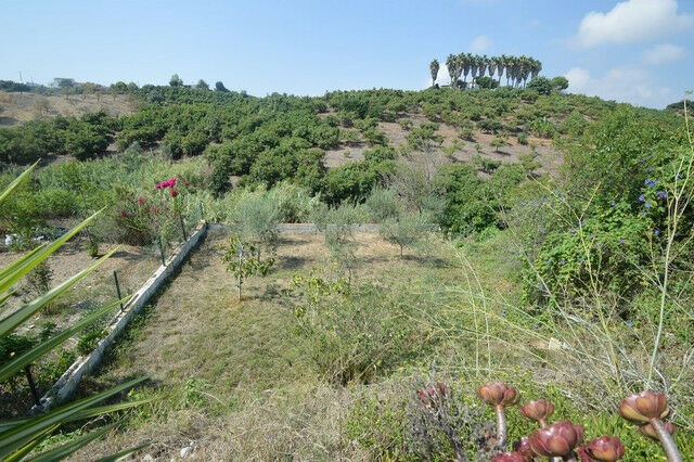 Finca - Cortijo Almayate Málaga - zdjęcie 29