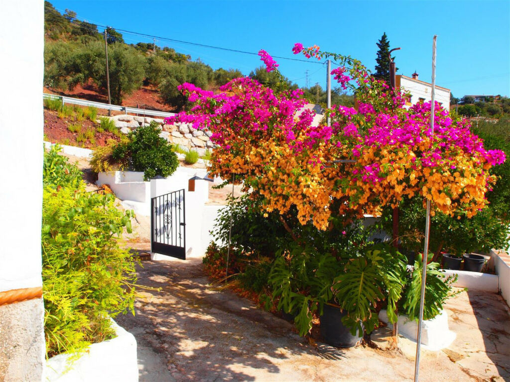 Finca - Cortijo Comares Málaga - imagen 3