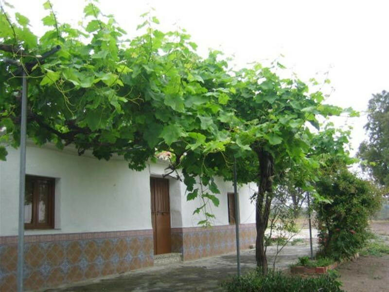 Finca - Cortijo Triana Málaga - Bild 3