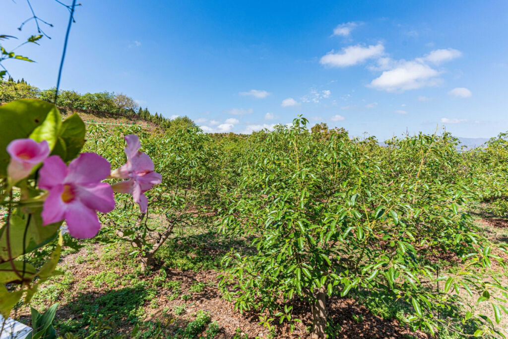 Finca - Cortijo Vélez-Málaga Málaga - imagen 31