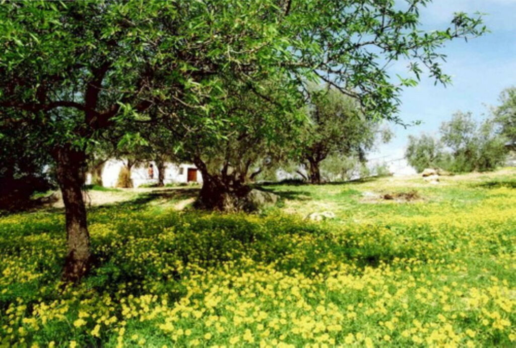 Finca - Cortijo Periana Málaga - imagen 4