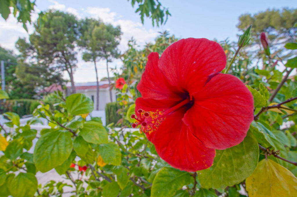 Detached Villa Denia Alicante - imagen 49