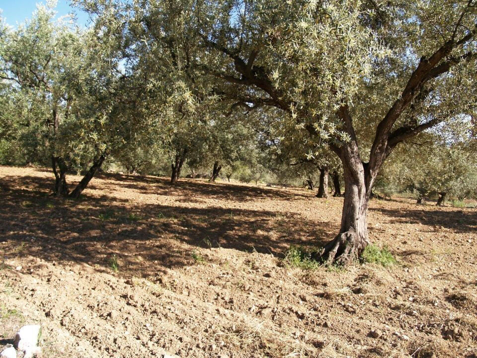 Finca - Cortijo Periana Málaga - imagen 5