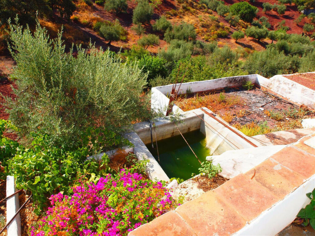 Finca - Cortijo Comares Málaga - imagen 5
