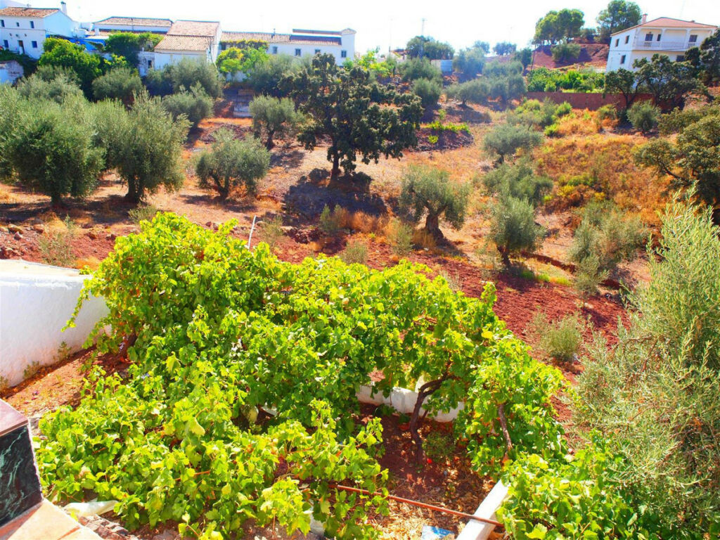 Finca - Cortijo Comares Málaga - imagen 6