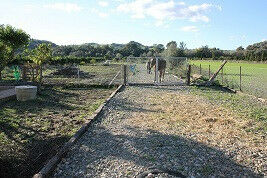 Finca - Cortijo Jimena de la Frontera Cádiz - imagen 6