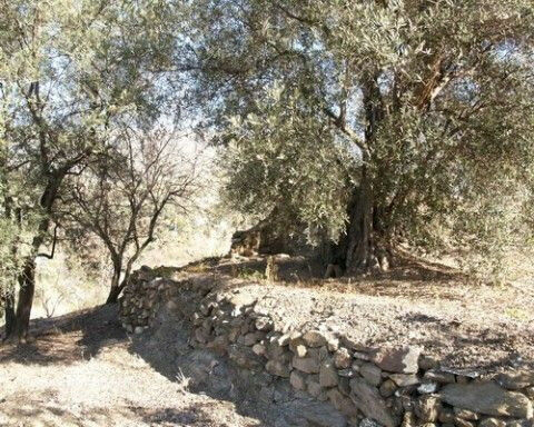 Finca - Cortijo Canillas de Aceituno Málaga - imagen 6