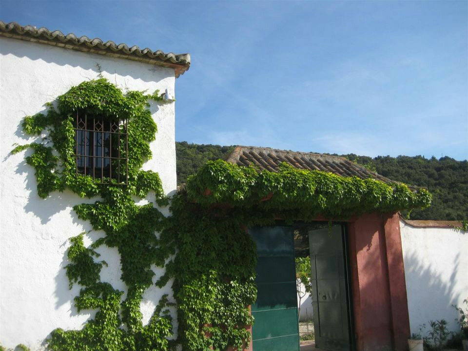 Finca - Cortijo Alcaucín Málaga - imagen 7