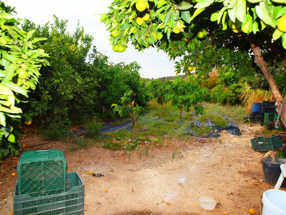 Finca - Cortijo Cajiz Málaga - Bild 7