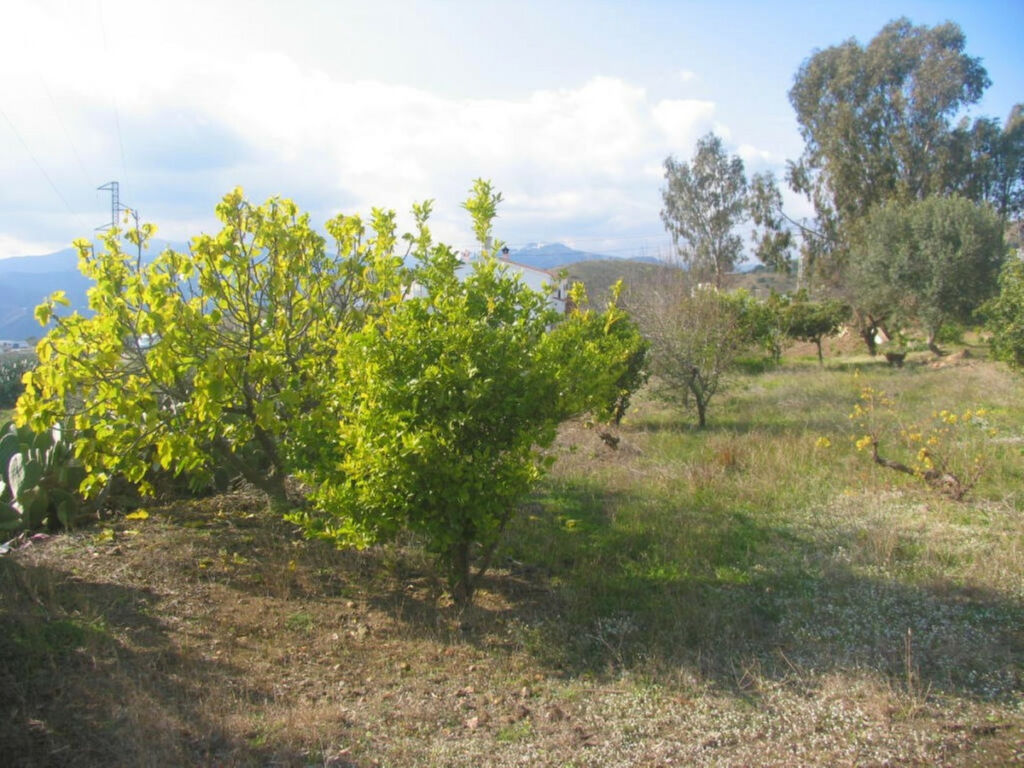 Finca - Cortijo Triana Málaga - Bild 7