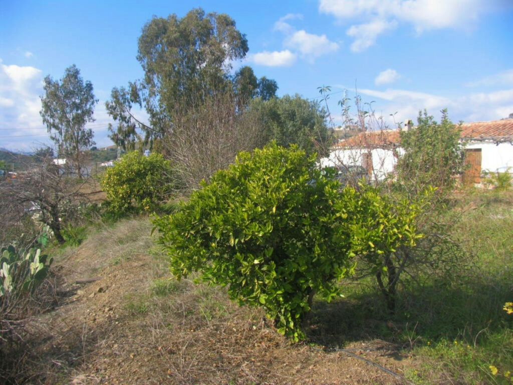 Finca - Cortijo Triana Málaga - Bild 8